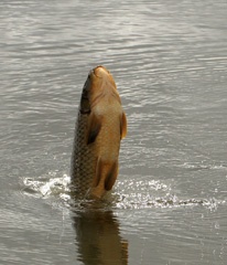 Jumping fish
